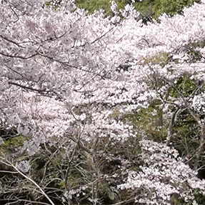 【春の遠足】 満開の桜の下で、皆さんの笑顔の花が咲きました ♪