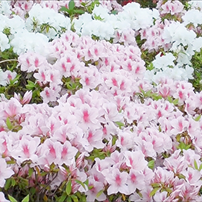 令和8年4月の外出企画! 老の山公園へ「ツツジ観賞」に行きました♪