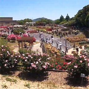 グリーンパークのバラ園を、ぐるり1周散策しました♪